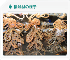 �ڐG�ނ̗l�q